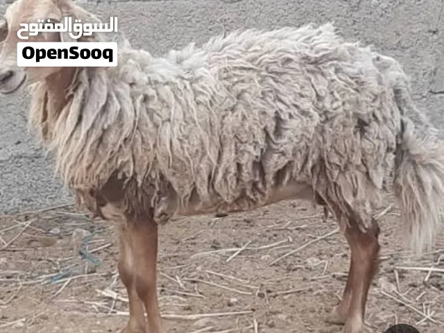 مطلوب جاعده للبيع