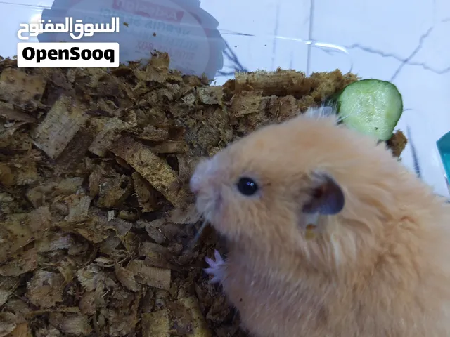 هامستر سوري نادر