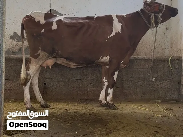 بقره حليب هولندي ع جيرسي