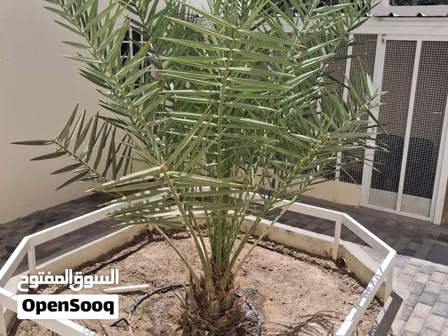 صرمة خلاص الظاهرة