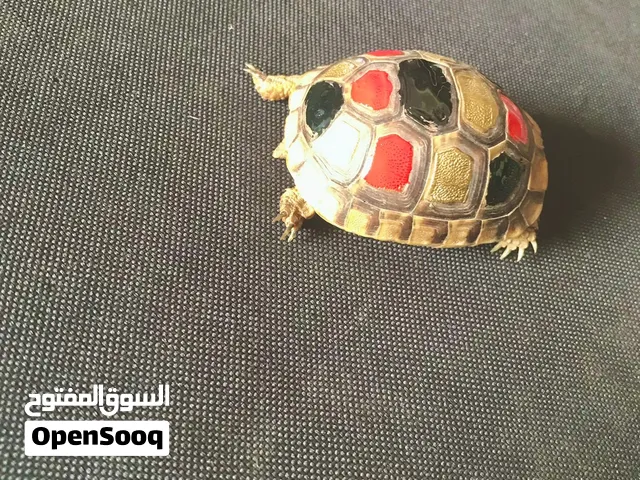 بيع سلحفا عمرها لا يتجاوز شهر واحد