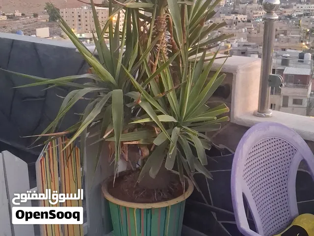 شجر اليوكا للبيع بسعر مناسب اقل من السوق