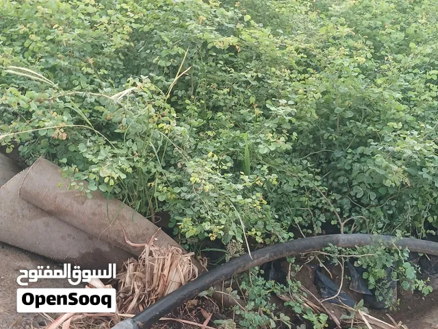 اشجار لي التسوير شجر تمر هندي وشجر قيتر جيد لي المزارع والمساحات الكبير ومفيد لي البيئة واسعارنا رمز