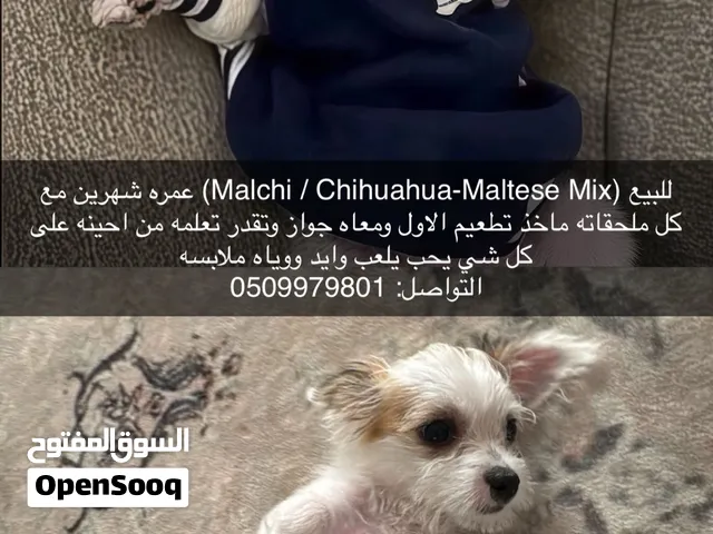(Malchi / Chihuahua-Maltese