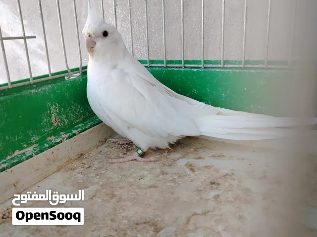 جوز كوكتيل جانبو الفحل وايت فيس وطيره البينو عين سوده كفالة شغل للبيع دون قفص