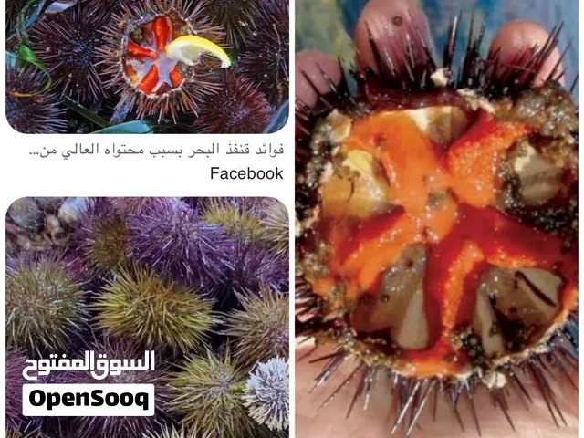 مطلوب قنفود بحر