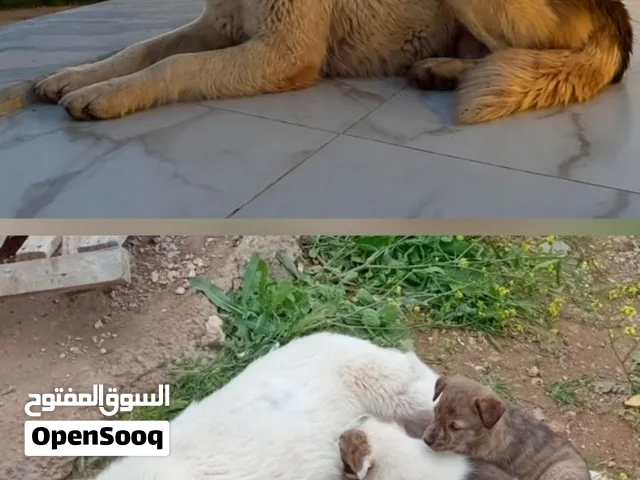 حدا يقدر يساعدني بنوع هاي الكلبا و اولادها