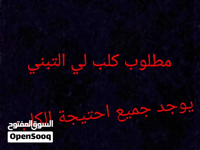 كلب أو جرو لي التبني
