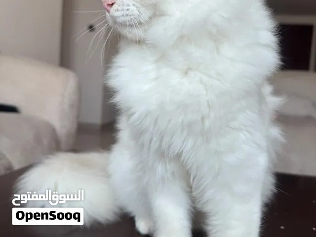 للبيع قط شيرازي