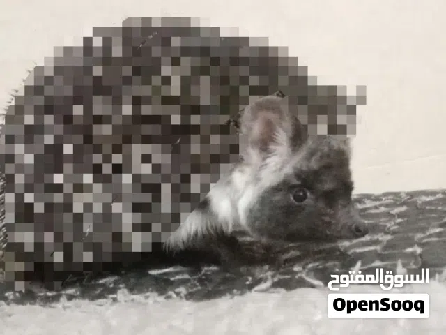متوفر قنافذ بصحة ممتازة