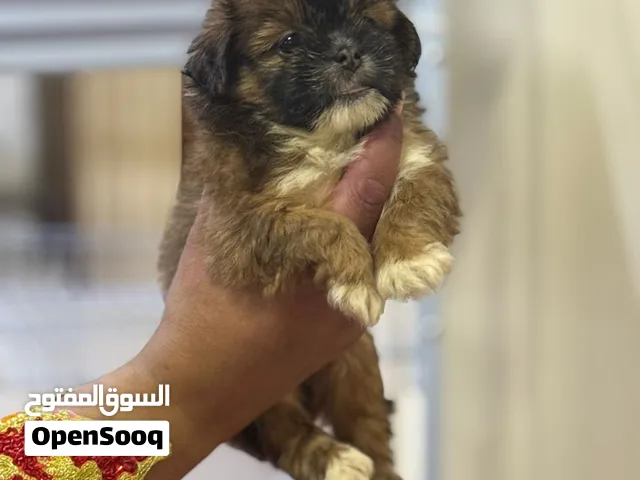كلاب شيتزو صغيره puppy for sell