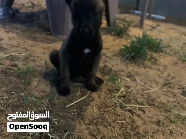 جروه.  مالينوا. ربي يبارك. حاجه لناس. الي تبي تربي.