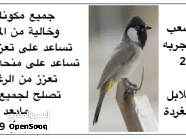اكل طيور خلطة البلبل الصعب