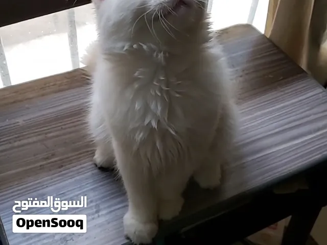قطه شيرازي بياض الثلج للبيع.