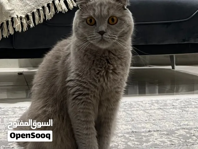 سكوتش فولد