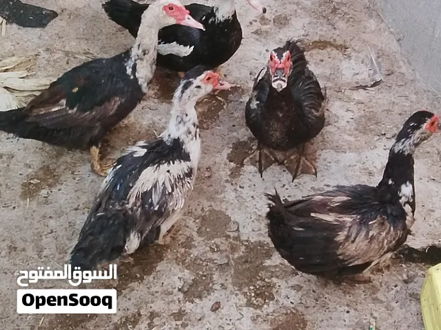 بط مسكوفي منتج