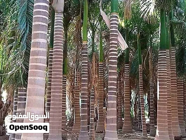 نخل ملوكي للبيع مع التوصيل