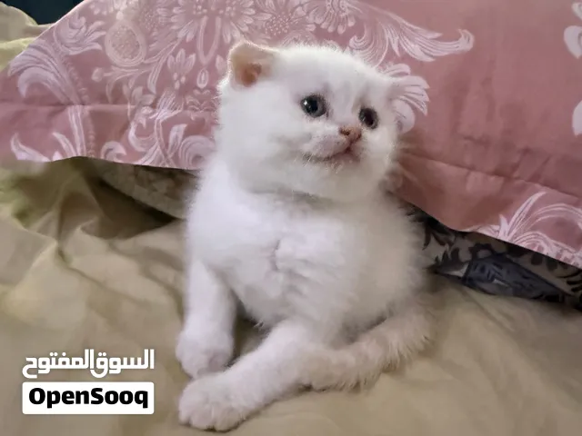 قطط اسكوتش فولد