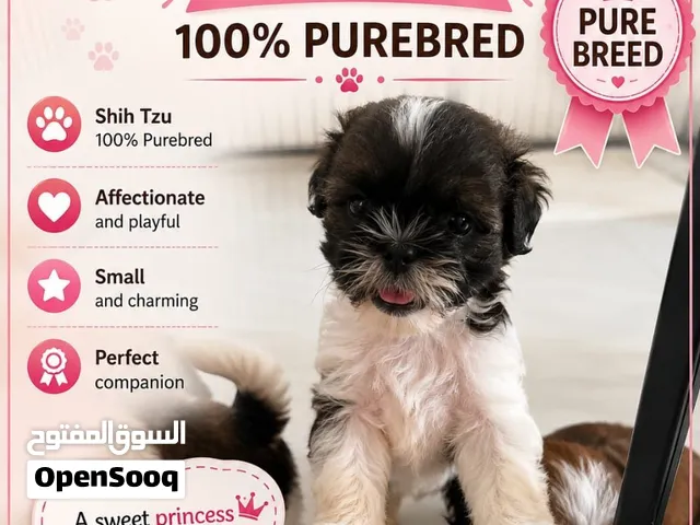 Dog cute. Healthy and purebred