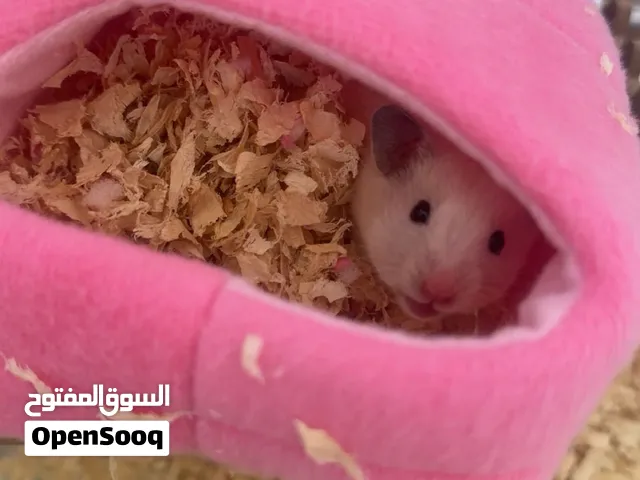 هومستر سوري مع الاغراض