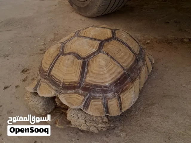 سحلفتين كبار