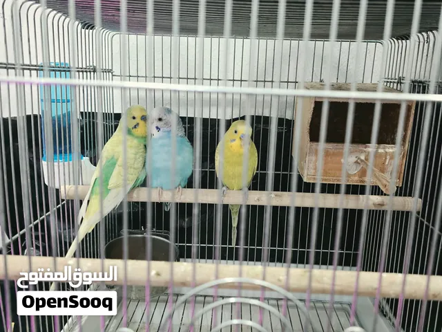 3 من عصافير الحب بالوان جميله