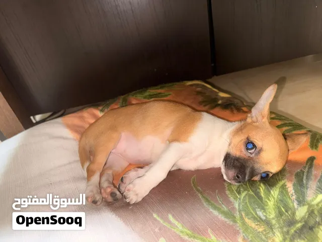 cute exotic potty trained chihuahua for 7000