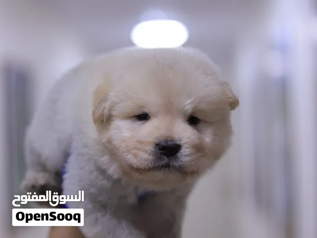 Chow chow جراء لون كريمي مع جميع المطاعيم ومايكروشيب التسليم في عياده بيطريه