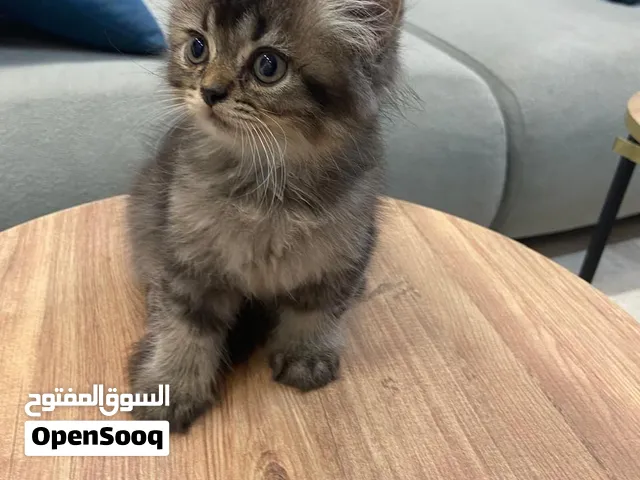 قطط سكوتش ستريت للبيع بسعر مغري