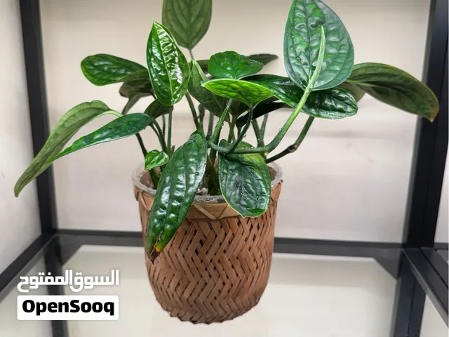 Monstera Peru in PON (Without the Decorative Pot) 70 AED