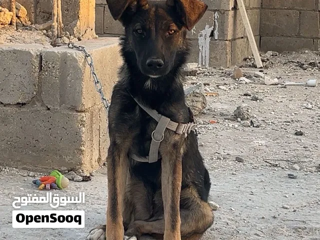 بلجم ملينو للبيع