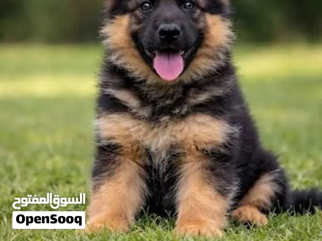 بدي اتبنى كلب جيرمن زي اللي في الصوره يكون صغير