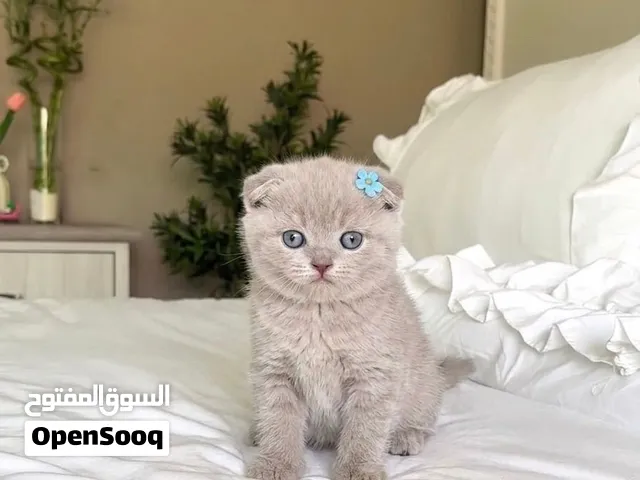 للبيع راغدول Ragdoll يوجد خدمة الدفع عند استلام متوفر مجموعة كبيره من القطط الصغيرة