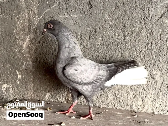 نوريات قراقطه شيكرات كركند ذنب فوق 24 ريشه مش اخوان والاغلب فحل وطيره