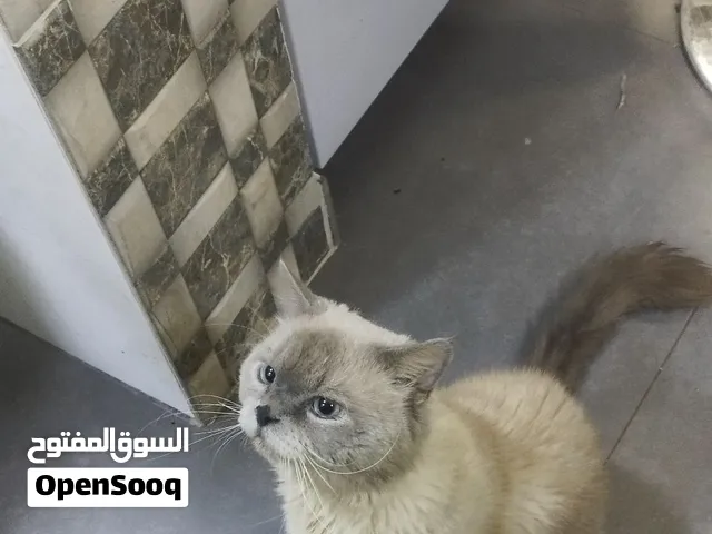 للتبني قطين