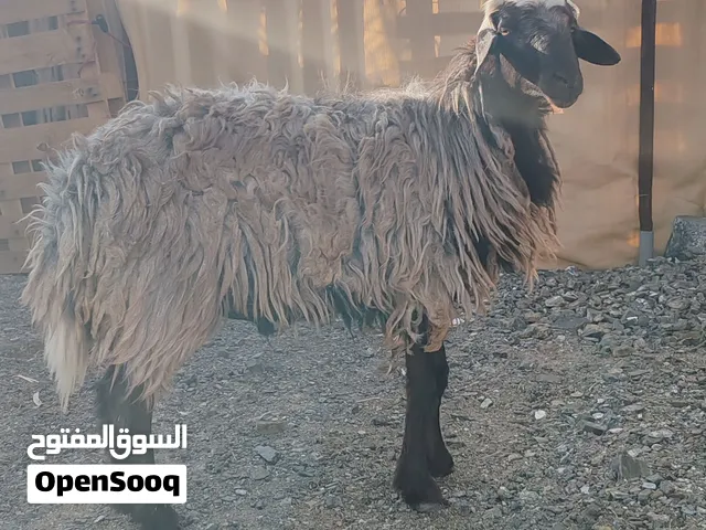 كبش عماني فول سمنه