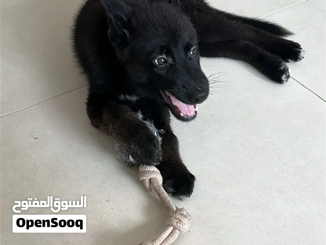 German black puppy 2 and half months king size royal