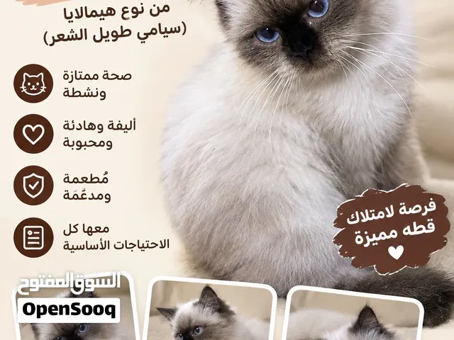 نوع هملايا بسعر ممتاز