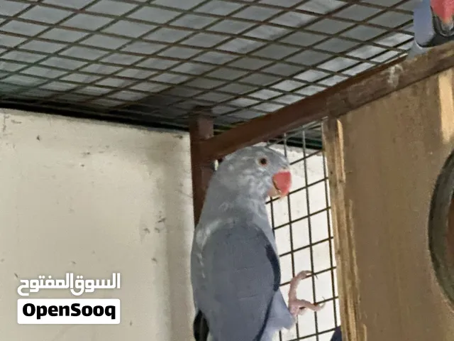 زوج الفايلوت دره