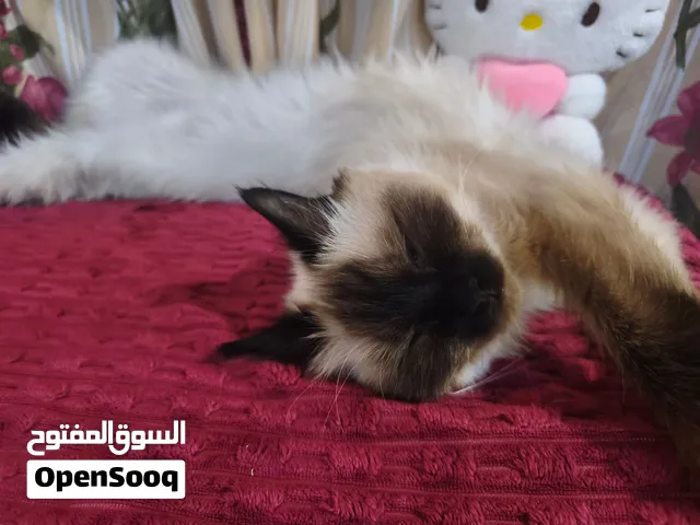 قطه اليفه للتبني