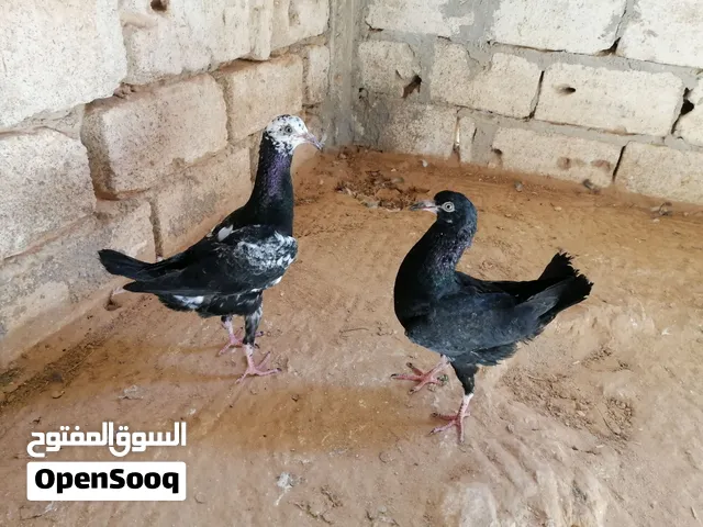 طرفين مالتيز خوت العش وطرف حصيرة وشوشة وهزة