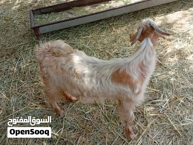 أغنام عمانية للذبح