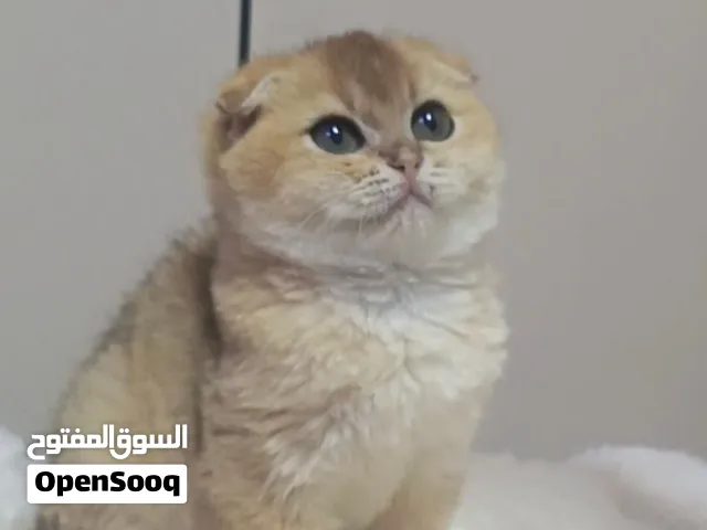 ذكر سكوتش فولد