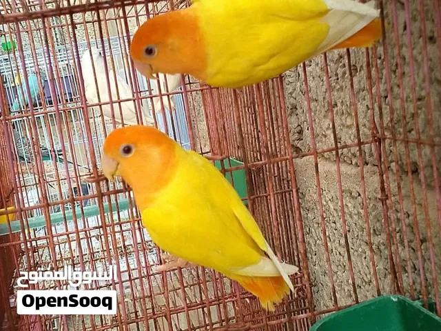 اوبلاين لاتينو اورنج