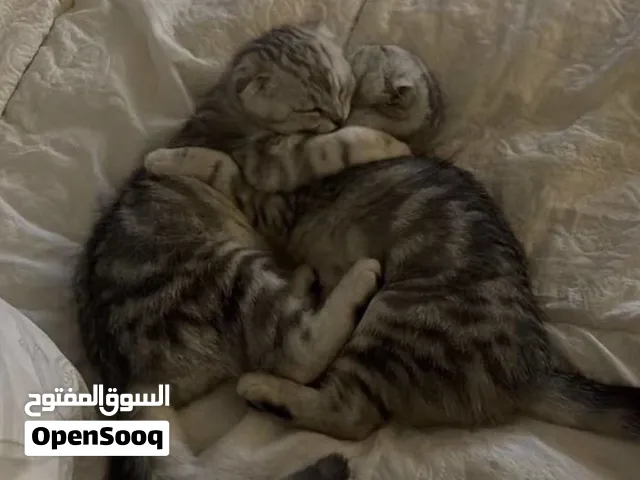 نوع نادر جدا صعب الحصول عليها