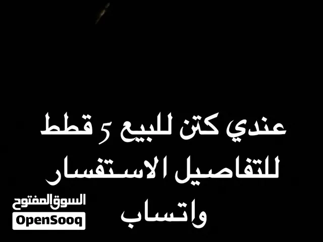 للبيع كتنز 5 قطط