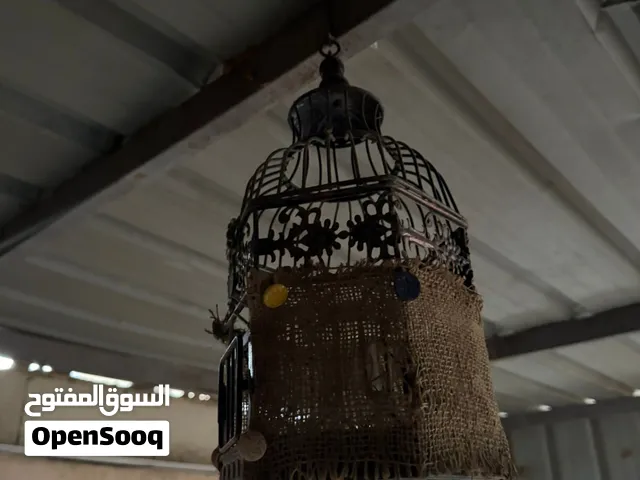قفص حسون نضيف