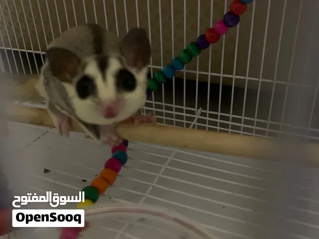 شوقر قلايدر