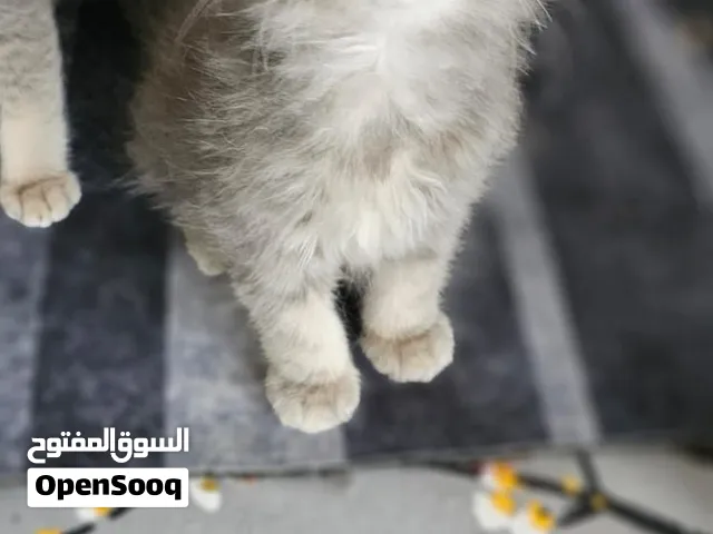 kittens scotch and other price 700