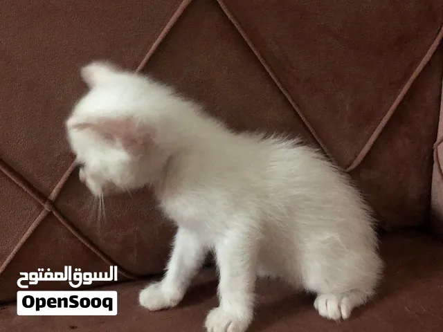قطط صغيره بنات